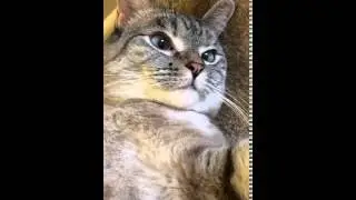 Come closer and you're gonna here me purr purr