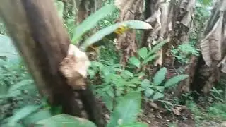 VIRGIN FOREST 2022 FULL PACKAGE