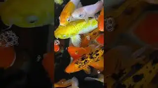 ikan koi