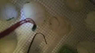 Eggs on lockdown..hatch day