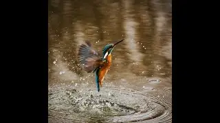 Unveiling the Secrets of Ringed Kingfishers