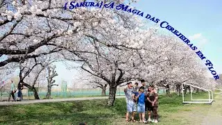 Explorando a Beleza e o Significado de Sakura: A Magia das Cerejeiras em Flor