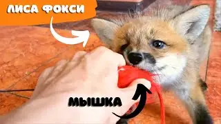 Foxie Fox Catching Toy Mouse