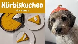 Kürbiskuchen für Hunde selber backen // Herbstpaket unboxing