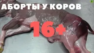 Abortion in Cattle