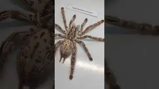 Heteroscodra maculata. Самка паука, птицееда её судьба. Судьба потомства.