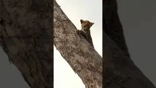 How a Leopard Mom Saves her Cubs from Hungry Hyenas! 🐆 Part 2!