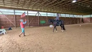 Response Training for 5 Year old Hanoverian gelding