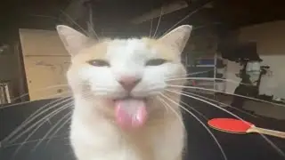 Sendo Silly no Prata 3