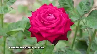 What's in Season - Tea Roses & Elaeagnus Macrophylla