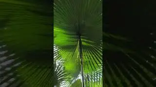 Botanical Garden, Atlanta Ga