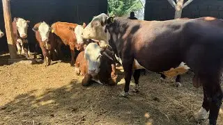 100 % ГЕРЕФОРД СЕММЕНТАЛ БУҚАЛАР ЕТИБ КЕЛДИ ☝️👍✊903057667 901550444 917409091