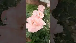 Миллион, Миллион Роз