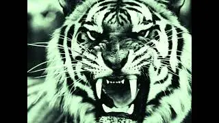 tiger sound