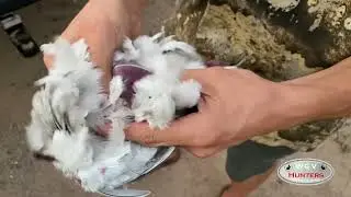 How to Field Dress a Dove (Super Easy) (Done in Seconds)