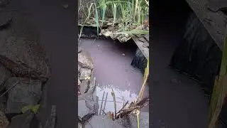 ой...ой..розовая вода ...