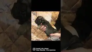 внучек Таи   #французскийбульдог