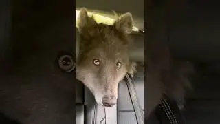 HUGE BLUE WOLF WITH YELLOW EYES #werewolf #direwolf #yelloweyes #bluewolf #bluewolfdog #wolf
