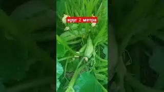 28 кустов картофеля и 4 куста кабачков в круге шириной 2 метра. сад и огород. Дачный Быт.