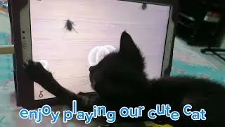 our cat loves to play cockroach
