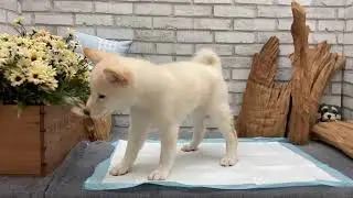Cream White Shiba Inu - Sakura