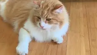 Ace Windu The Big Beauty  Furry Maine Coon Cat 14 y/o (Tabbie/Maine Coon mix breed)