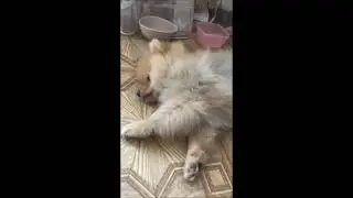 Собачка Марсик