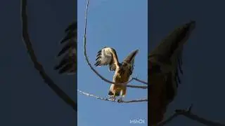 Nature Beauty #birds #explorethebeautyofnature #birdslover