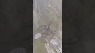 Starfish Rescue