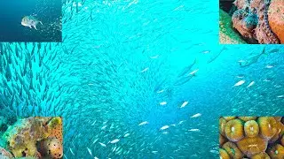 Bigeye Scad Maelstrom Bonaire ep. 48 #baitball #bonaire