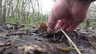 Сморчки
