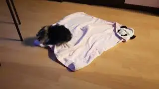 ЙОРК НИТА реакция после купания😁/YORK NITA reaction after bathing😁