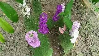 Дельфиниум в природе и дома.