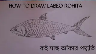 রুই মাছ আঁকার পদ্ধতি / How to draw a Fish / how to draw labeo rohita for biology exam
