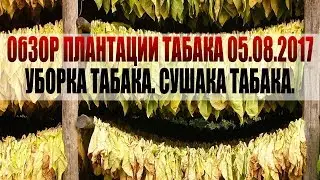 День 154. Уборка урожая табака, ломка листа, табак более 3 метров.