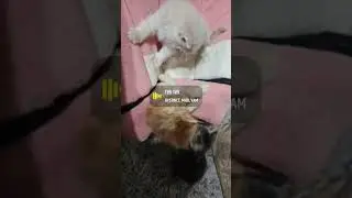 #ameer_family #cat #kitten #cute #catlover #kitty #cutecat #pets #funnycats