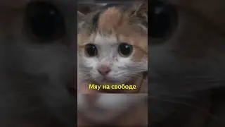 🐱Котенок Застрял в Узкой Яме🙀