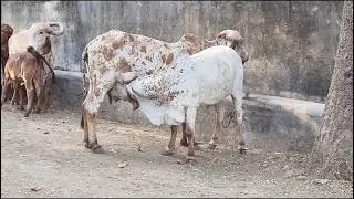 Jasdan state gir cow
