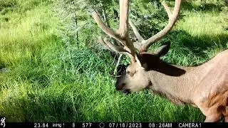 Wildlife Montage and Moose Mischief