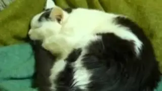 Кошка с чисто русской душой