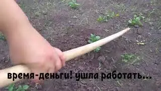 Все на картошку!!! Тяпаем картошку 25 мая. Выпуск#2
