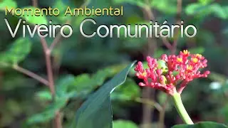 Viveiro Comunitário - Momento Ambiental