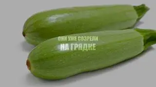 НАКОРМИТЬ КАБАЧКОМ