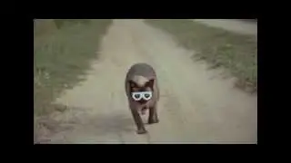Кошки в очках