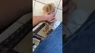 Ayak Seven Köpek