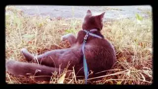 Кошка на прогулке. Прогулка с кошкой. Кошка на поводке. Лето 2017