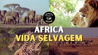 🌍 **África Vida Selvagem** 🦁