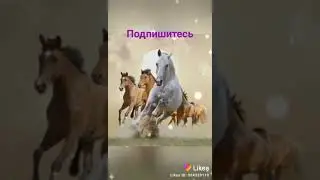 Лошадки просто чудо