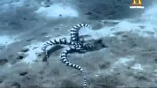 Pulpo mimo