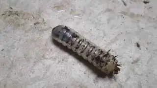 Scarab beetle grub 